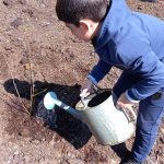 Сажать весной деревья – стало доброй традицией КЦСОН Пугачевского района